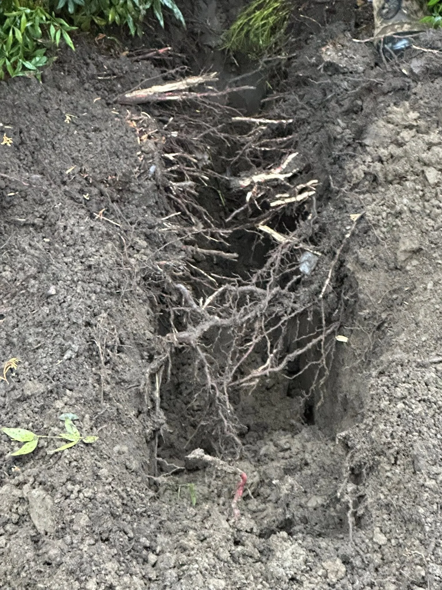 ditch with roots A drainage ditch with exposed tree roots.